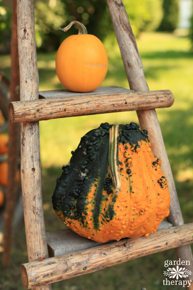 Squash and pumpkin on a ladder