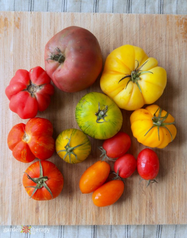 assorted heirloom tomatoes