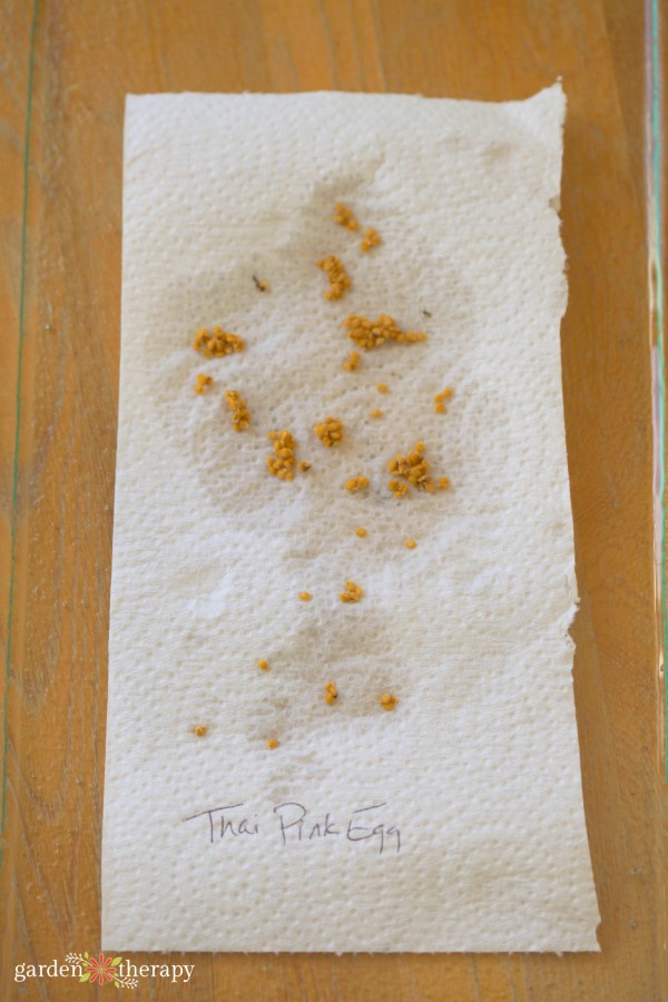 drying fermented tomato seeds to save