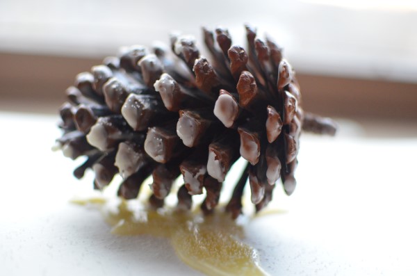 drying-pinecone-firestarters