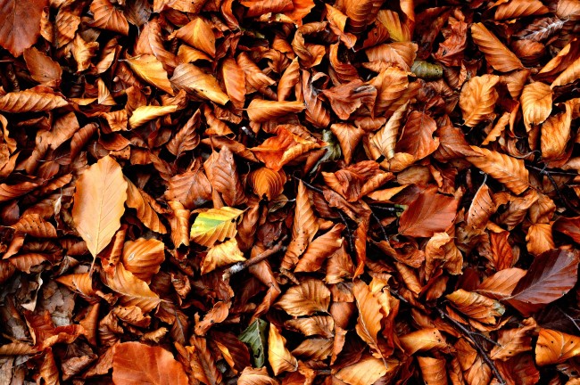 fallen leaves for compost recipe