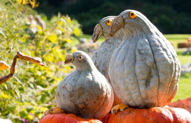 Gourd birds