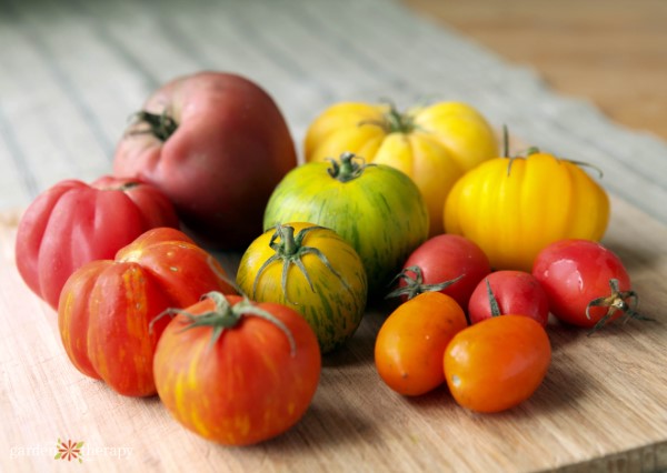 heirloom tomato varieties in yellow, purple, orange, green, and red