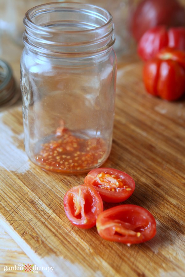 tomato seeds grown from heirloom seeds in a jar