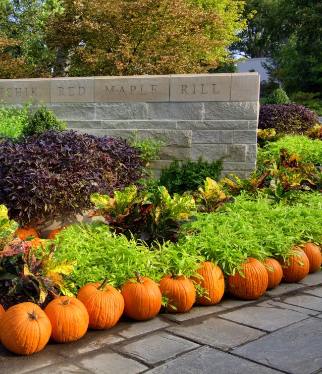 Line the garden with pumpkins