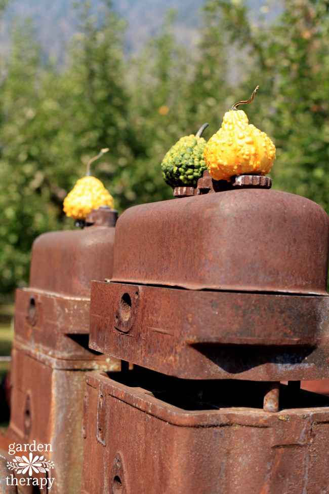 Fall decorating with pumpkins and squash