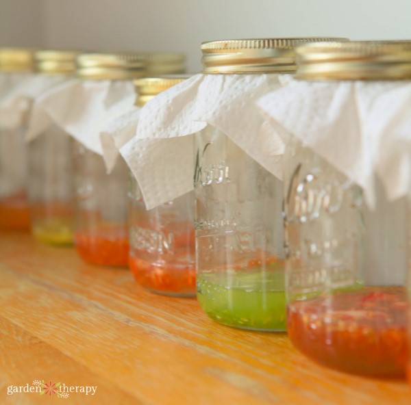 fermenting and saving tomato seeds