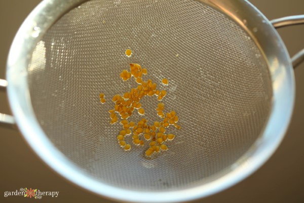 straining tomato seeds