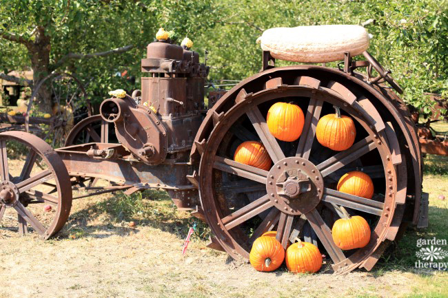 Decorating with pumpkins