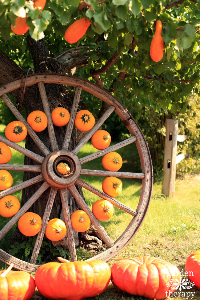 Wagon wheel with pumpkins