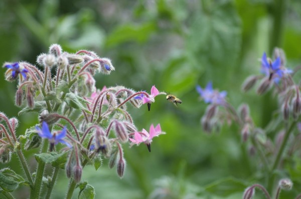 Bee and Borage - Bee gardening tips for teaching kids about bee culture