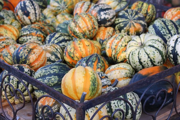 Discover the many varieties of winter squash available and learn the best way to cook them in this guide to demystifying winter squash.