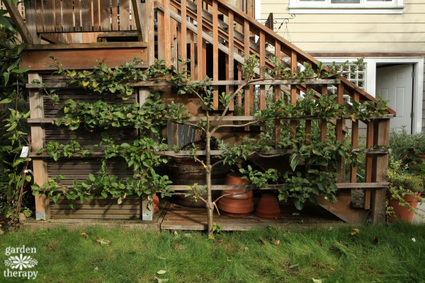 espalier after removing suckers