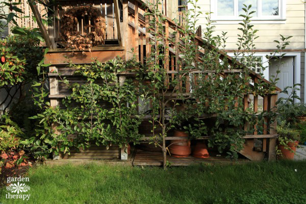 espalier before pruning