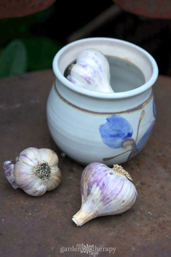 Garlic bulbs being planted before the first frost of the year