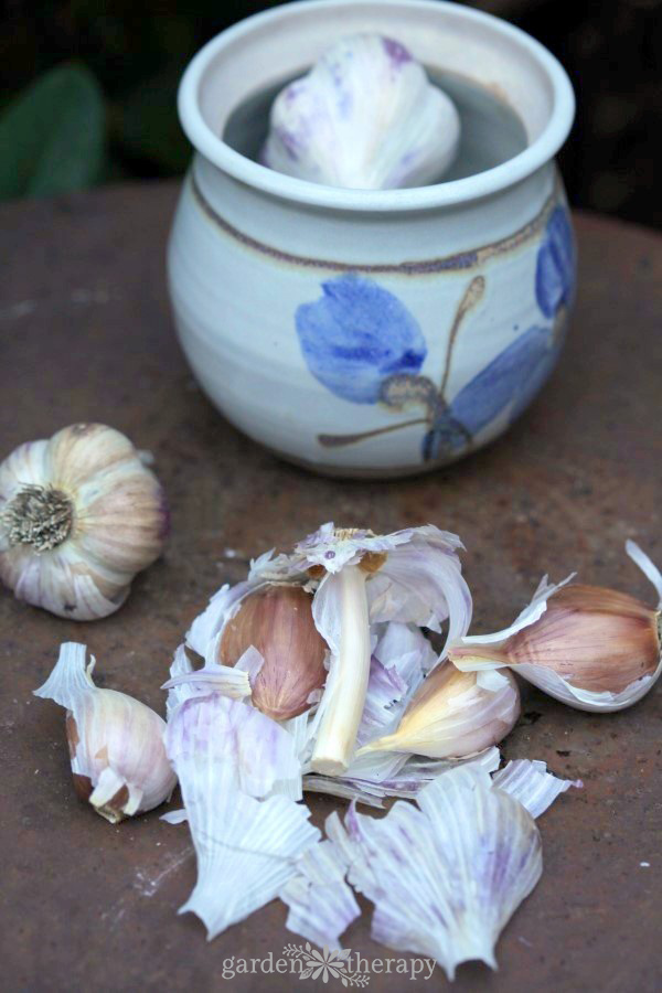 Homegrown garlic bulbs peeled in front of a container