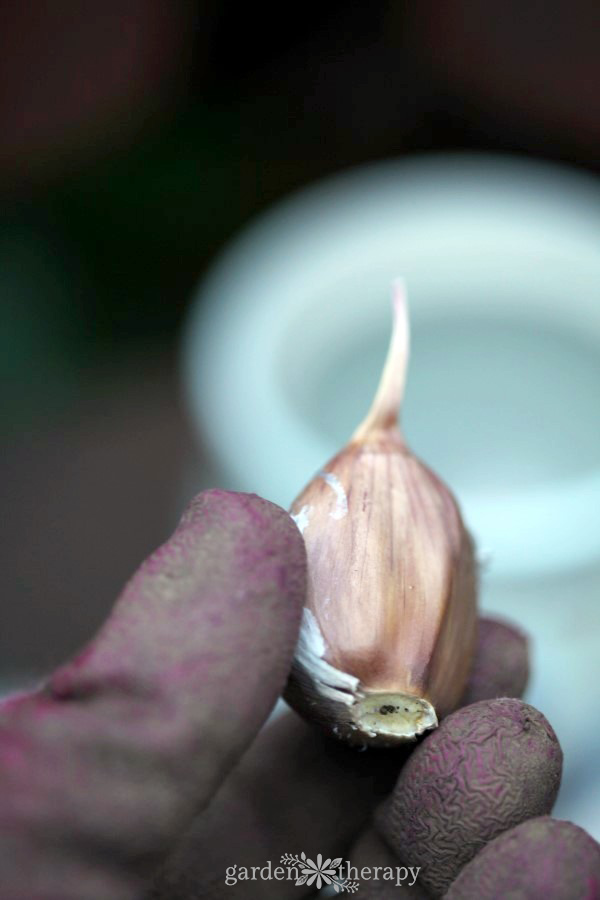 Garlic bulb before planting