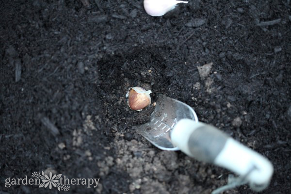 Digging a hole to plant a bulb of garlic in.