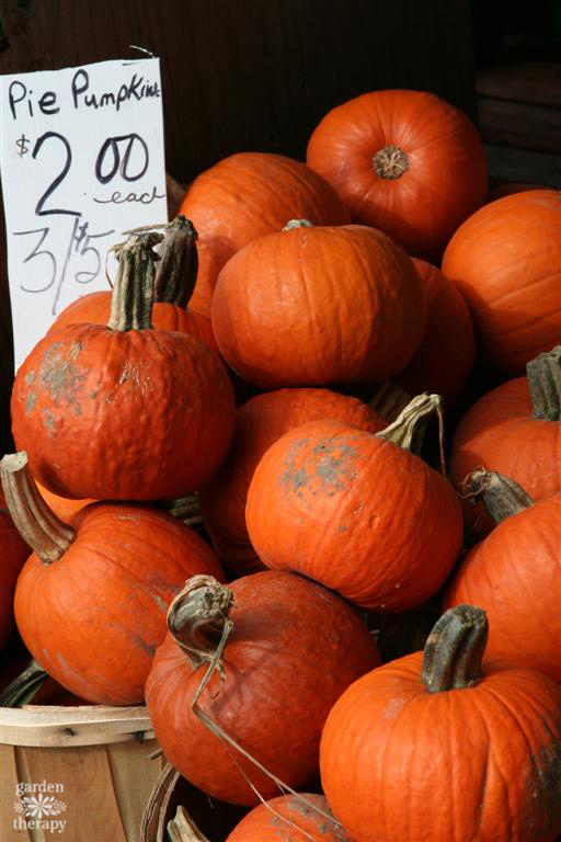 Discover the many varieties of winter squash available and learn the best way to cook them in this guide to demystifying winter squash.