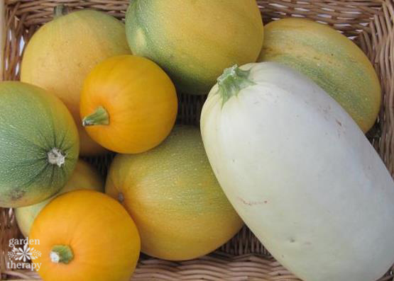 spaghetti squash harvest