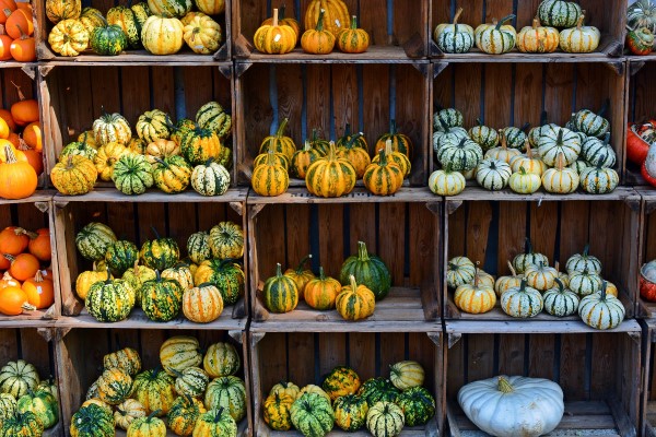 What the Heck is That?! Your Information to Scrumptious Winter Squash