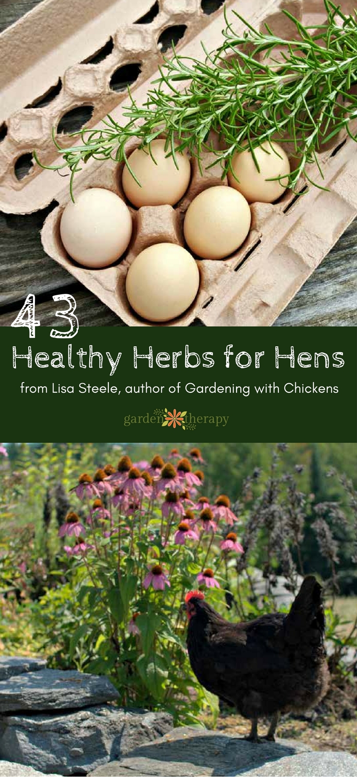 Read about the 43 healthy herbs for hens in this guide by herbalist and chicken expert Lisa Steele on the health benefits of culinary herbs. #gardentherapy #hens #chickens #homesteading #herbs