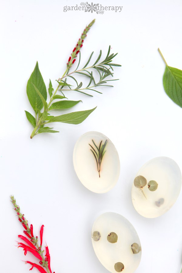 Clear soap bars filled with rosemary sprigs and eucalyptus