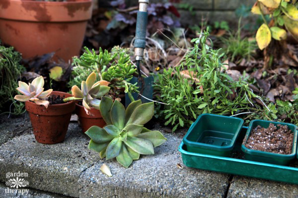 How to overwinter succulents, both hardy and tender by knowing what they need to go dormant as well as soil, temperature, light, and watering needs.