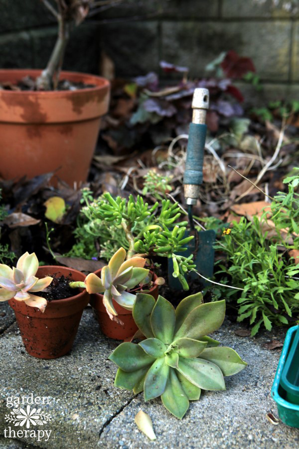 Tender succulents being overwintered outside