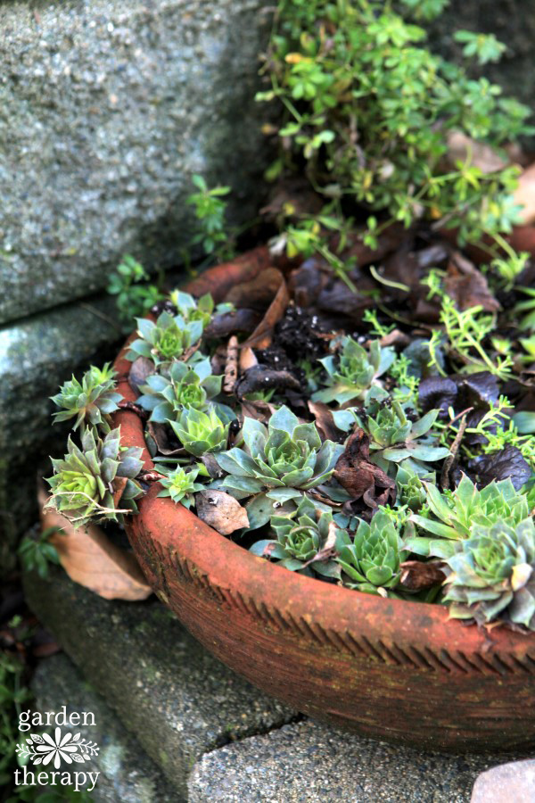 Hardy succulents in a pot outside in winter