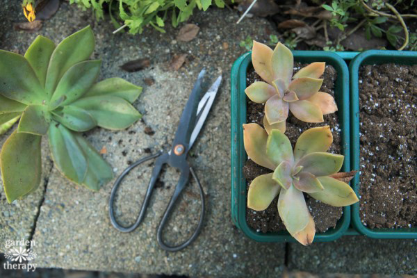 Transplanting succulents