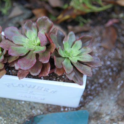 How to overwinter succulents, both hardy and tender by knowing what they need to go dormant as well as soil, temperature, light, and watering needs.