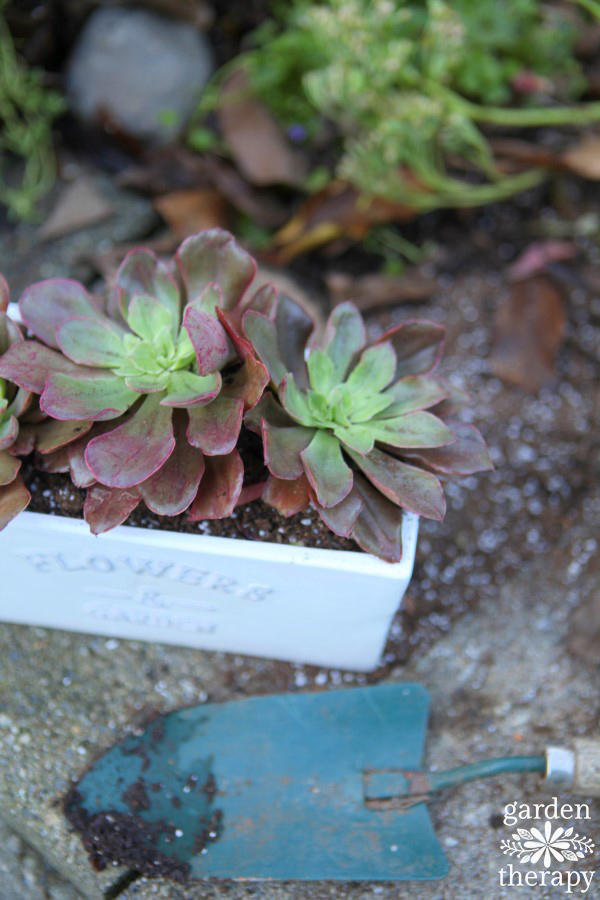 Propagating succulent pups in the winter