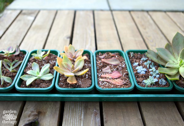 tray of various kinds of succulents