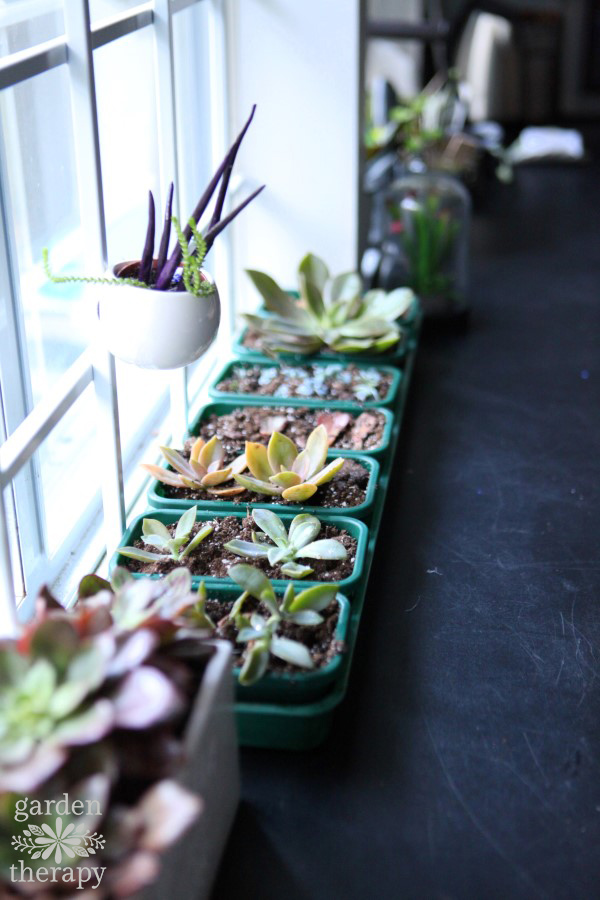 Succulents indoors in the winter time