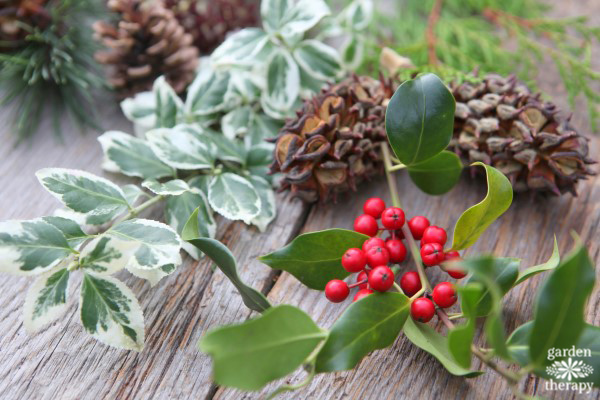 Conifers as an example of Christmas greenery to forage