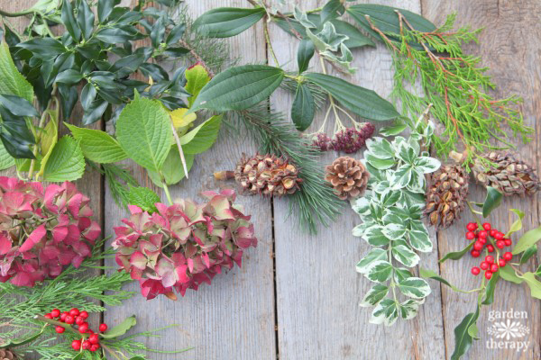 broad leaf evergreens as foraged holiday greenery