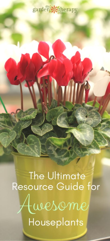 the ultimate resource guide for awesome houseplants