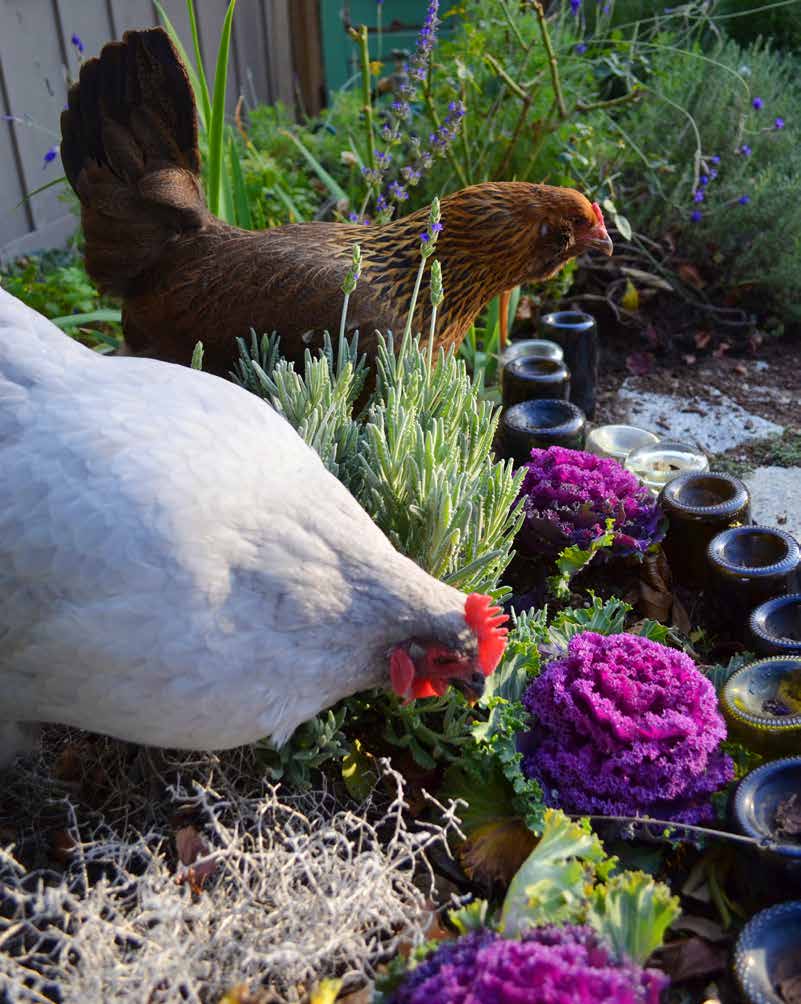 Herbs for Hen Health: Mint