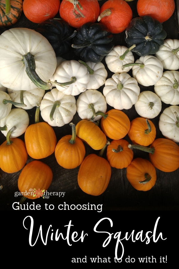 Guide to Choosing Winter Squash