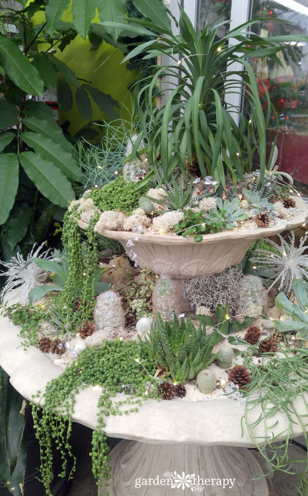 Learn how to do some basic winter fountain care tasks, then use the garden to decorate it up with greenery from the garden, lights, and ornaments.