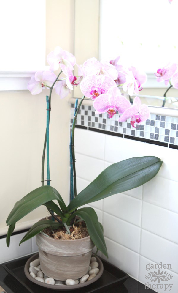 orchid blooming on a humidity tray