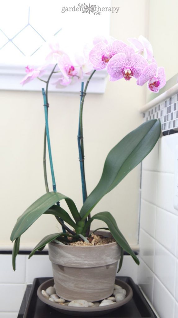 Orchid blooming on a humidity tray