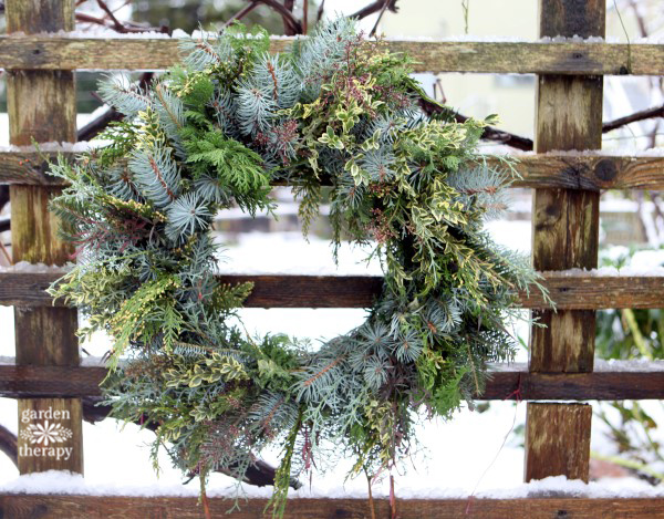 fresh Christmas greenery to make a wreath on wire frame, hanging on a wooden fence with snow