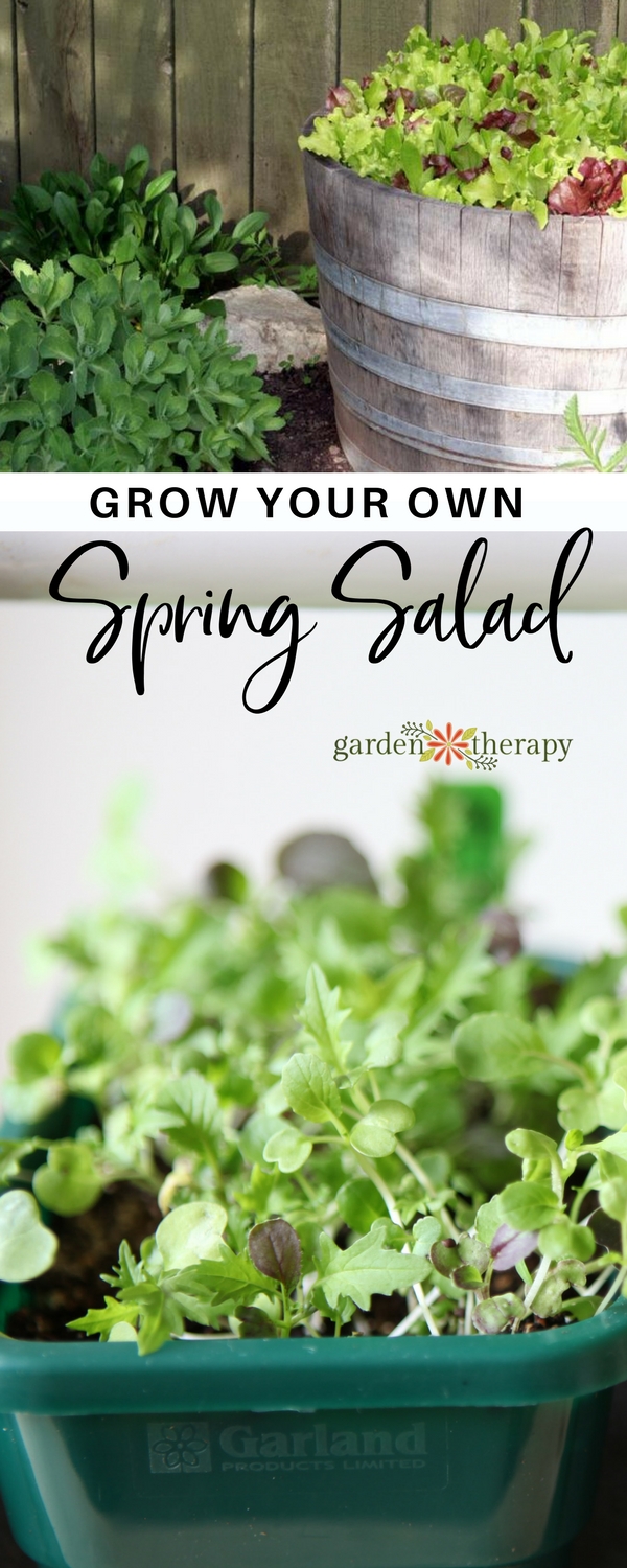 Growing a spring salad garden is a way to get a large number of gourmet greens that can be freshly harvested for months on end. Learn how to create your own custom salad green blend and never spend money on store-bought greens again. #gardentherapy #saladgarden #gardentotable #growingfood