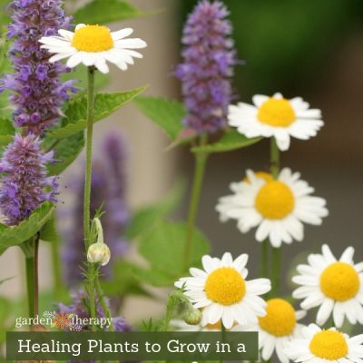 Chamomile flowers with copy "Healing Tea Garden Plants"