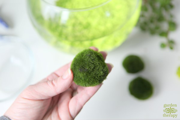 How to Grow and Care for Marimo Moss Balls 
