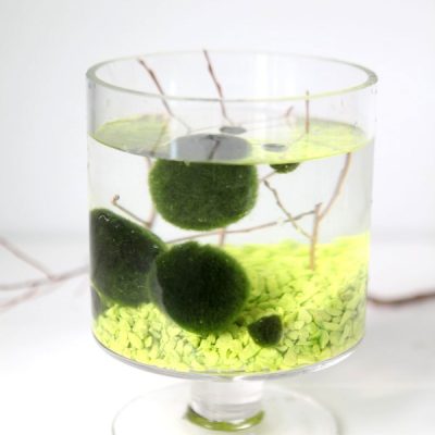 How to Grow and Care for Marimo Moss Balls
