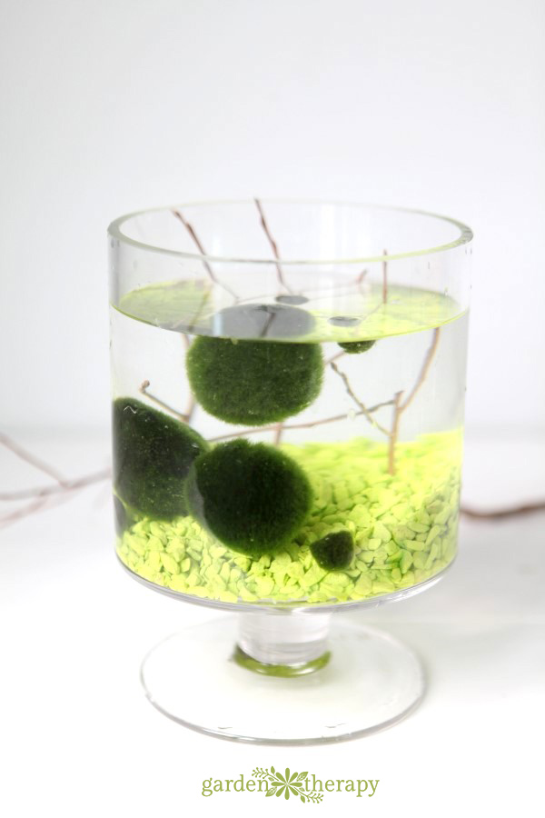 How to Grow and Care for Marimo Moss Balls