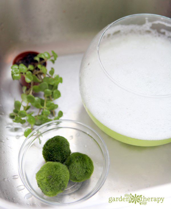 How to Grow and Care for Marimo Moss Balls 